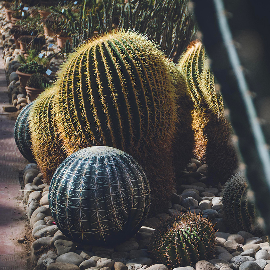 פוף TATTOO CACTUS (מתצוגה)