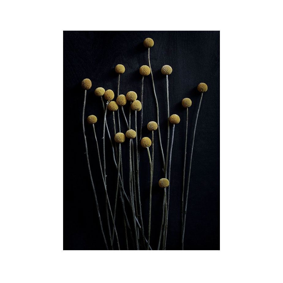 פוסטר STILL LIFE 01