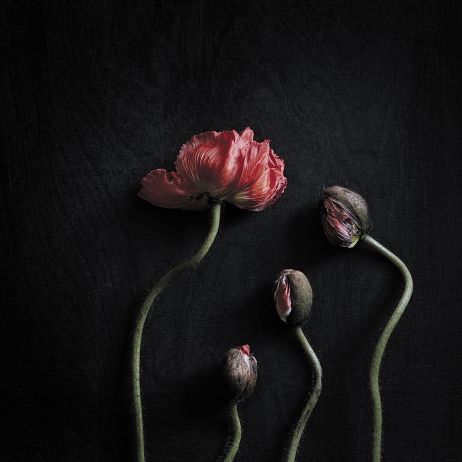 פוסטר STILL LIFE 02
