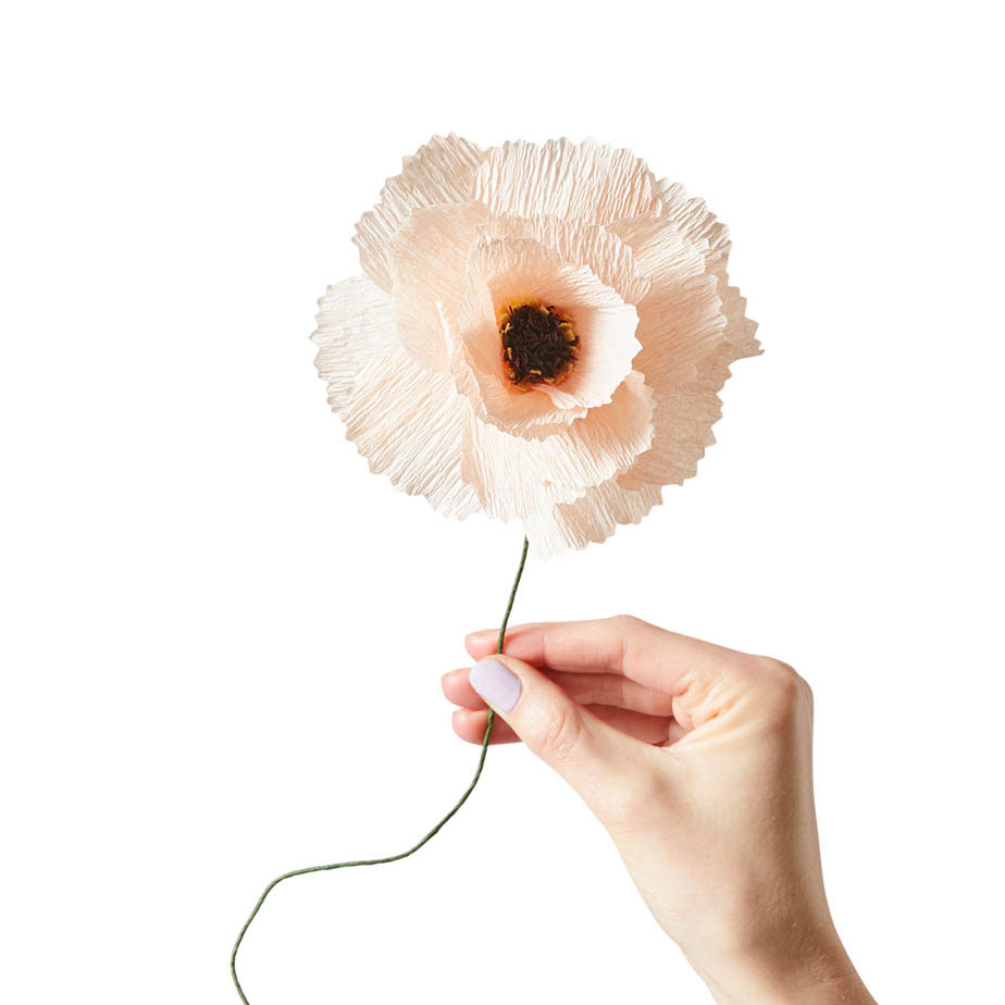 פרח נייר אדמונית