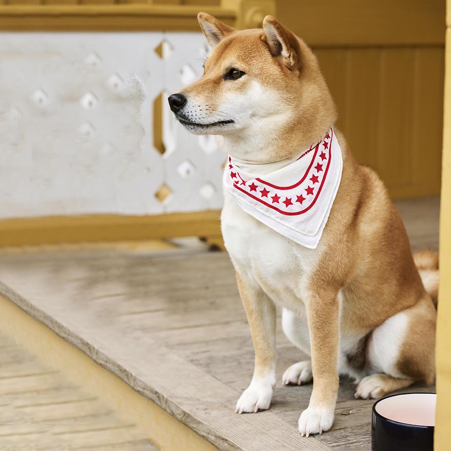 קערה לכלב HAY DOGS S