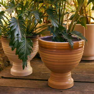עציץ PLANTER
