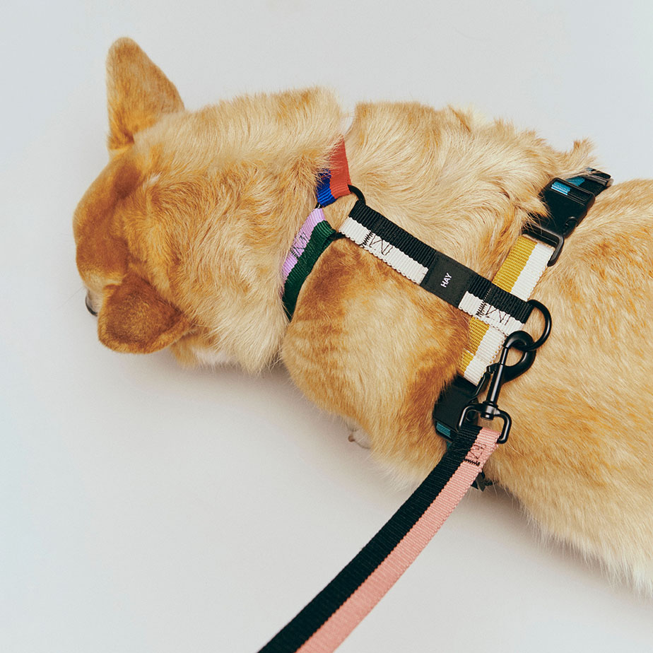 רתמה HAY DOGS