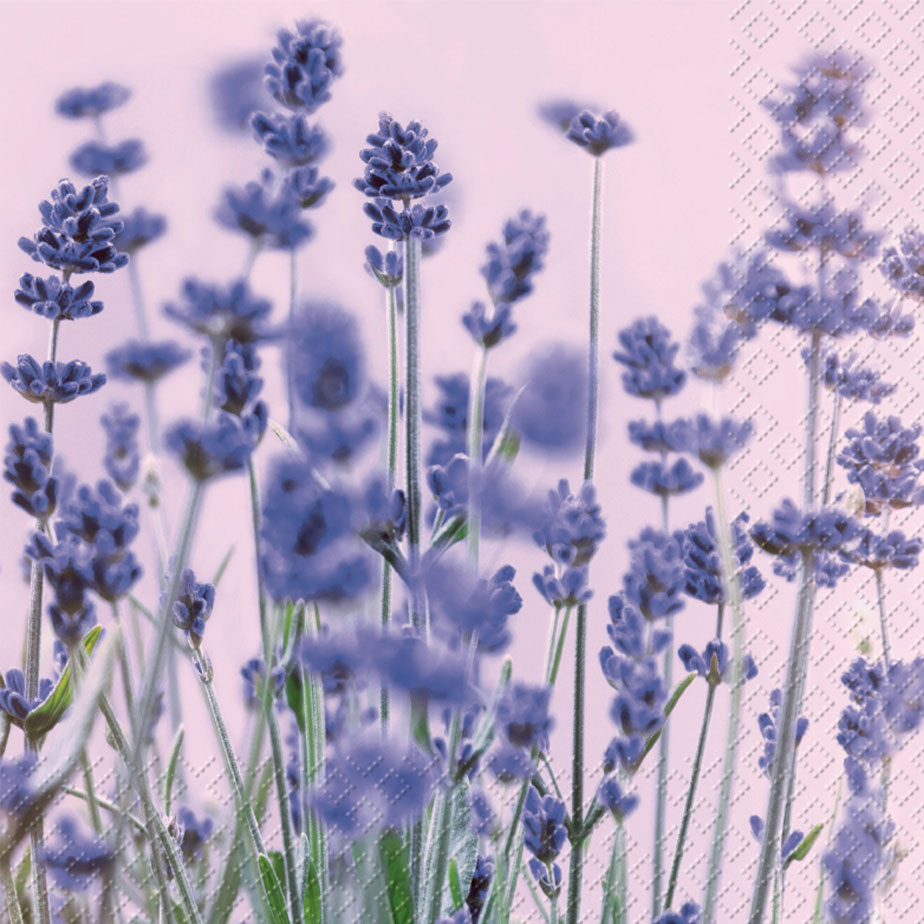 מפיות VIOLET
