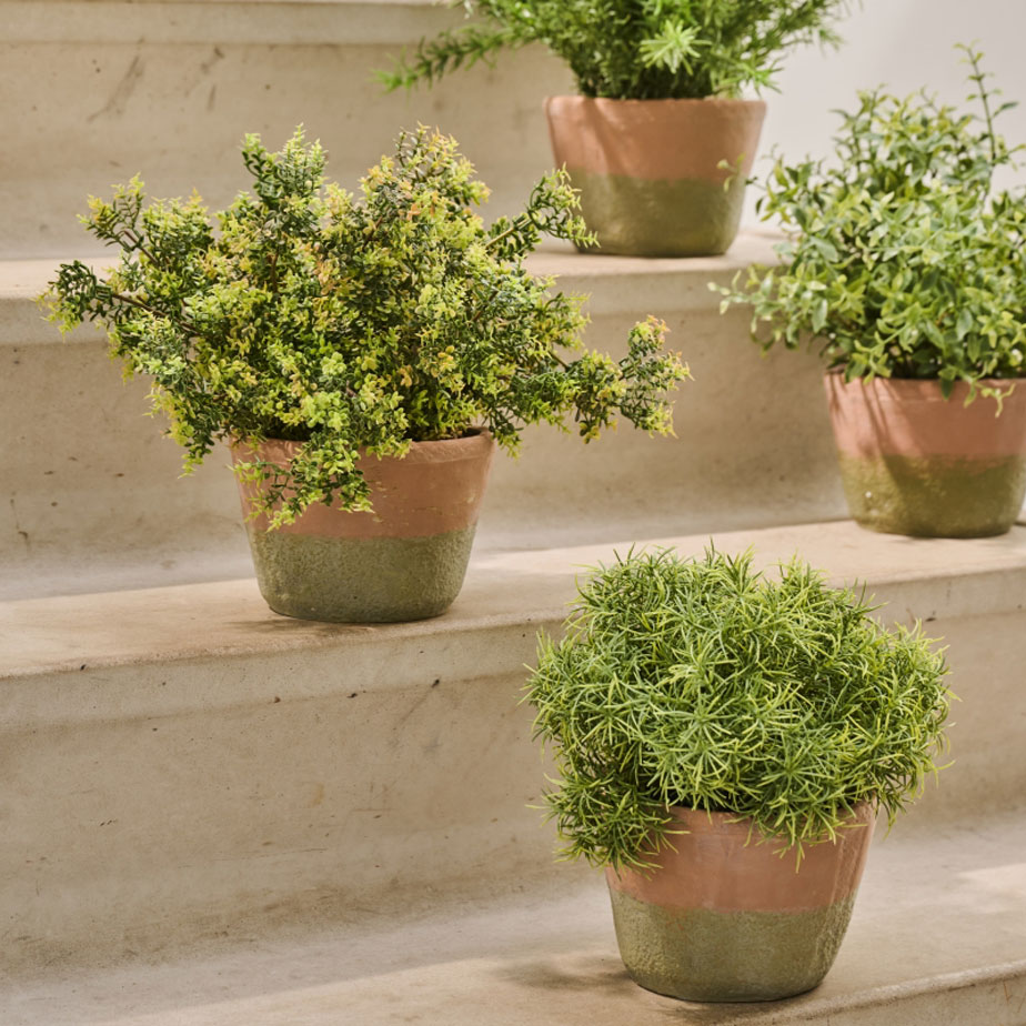 צמח שתול RUSCUS 34