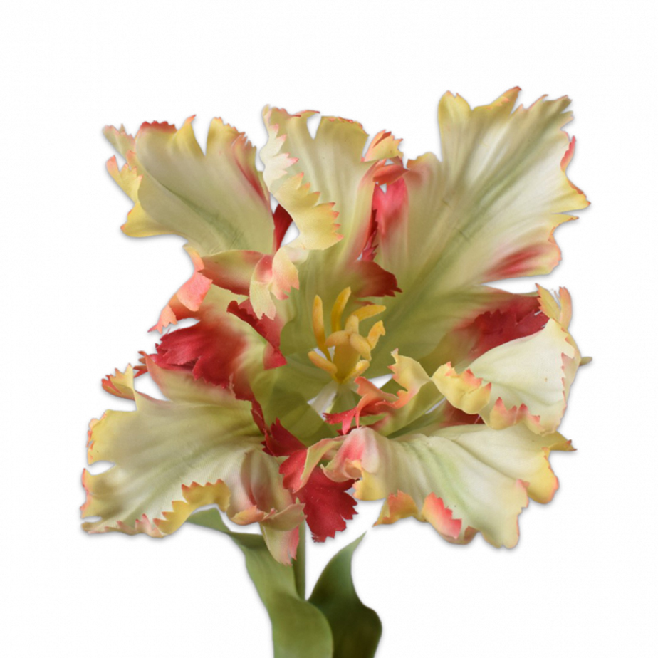 פרח TULIP