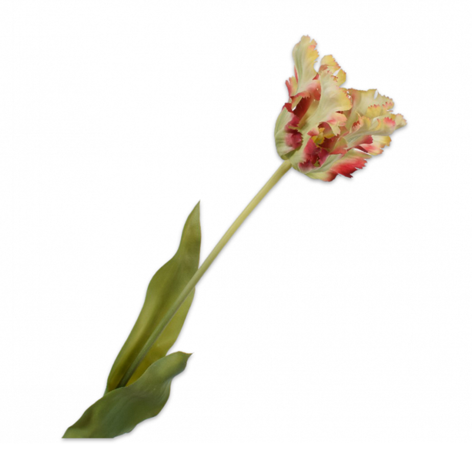 פרח TULIP