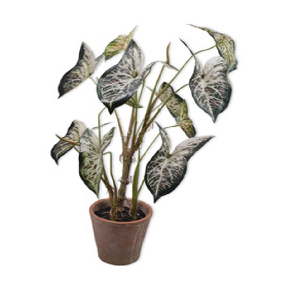 צמח שתול CALADIUM