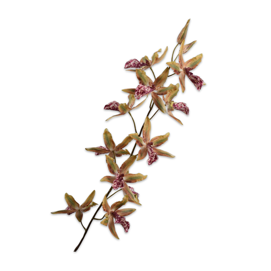 ענף ONCIDIUM