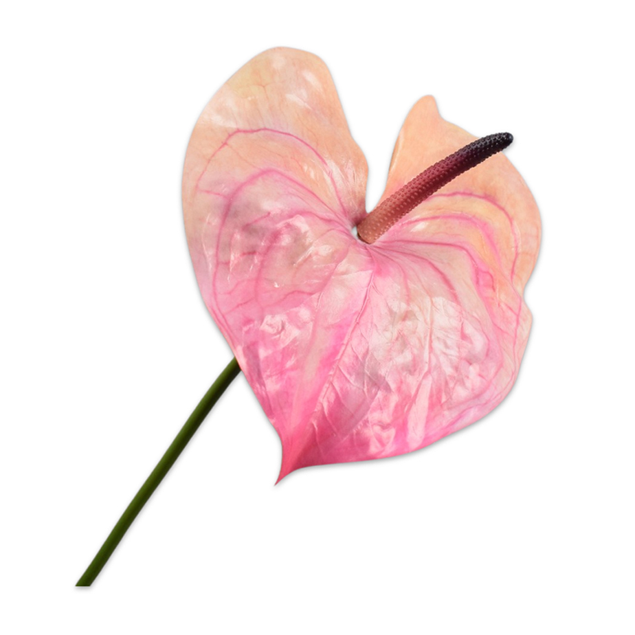עלה ANTHURIUM