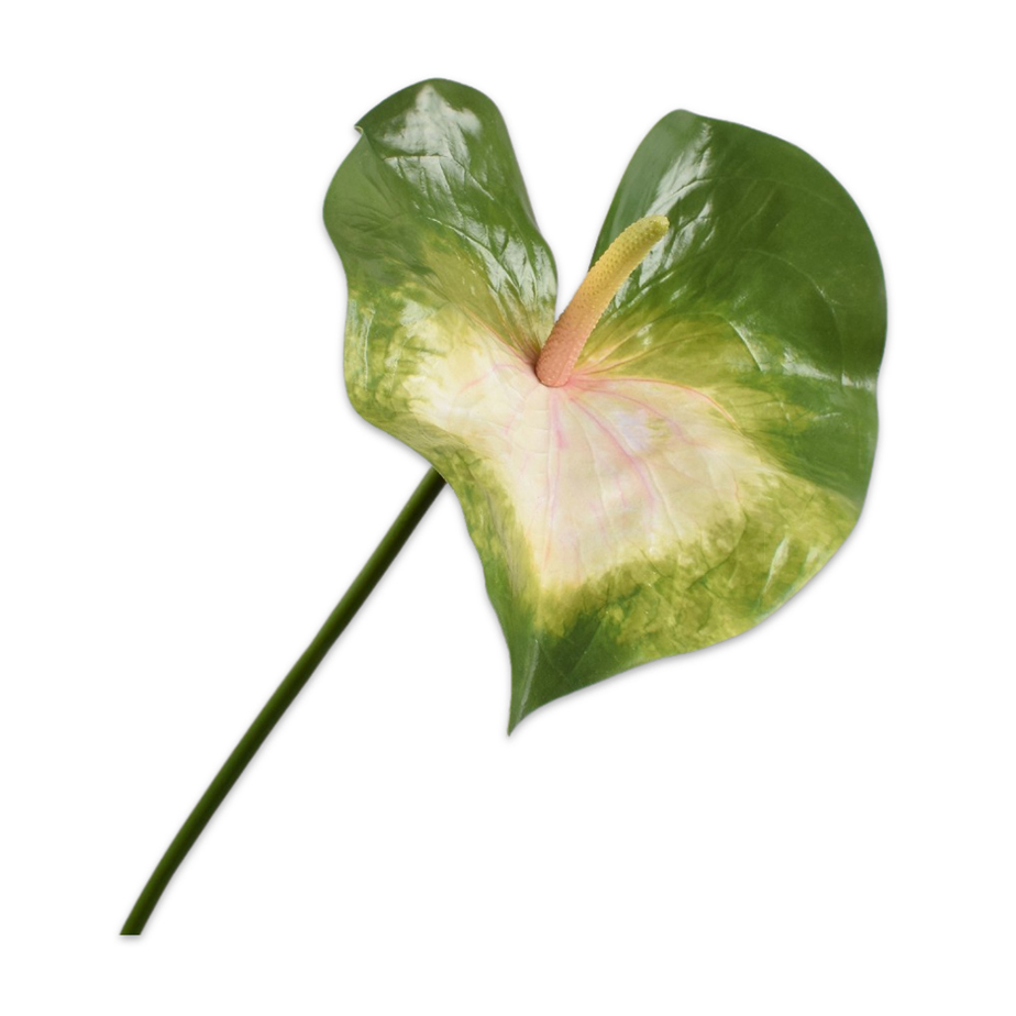 עלה ANTHURIUM
