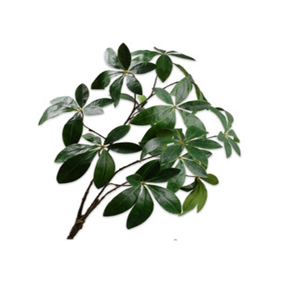 ענף עלים גדולים GREEN