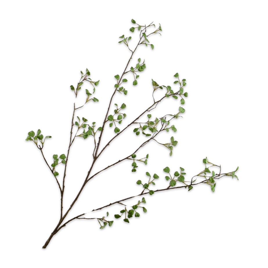 ענף עלים קטנים GREEN