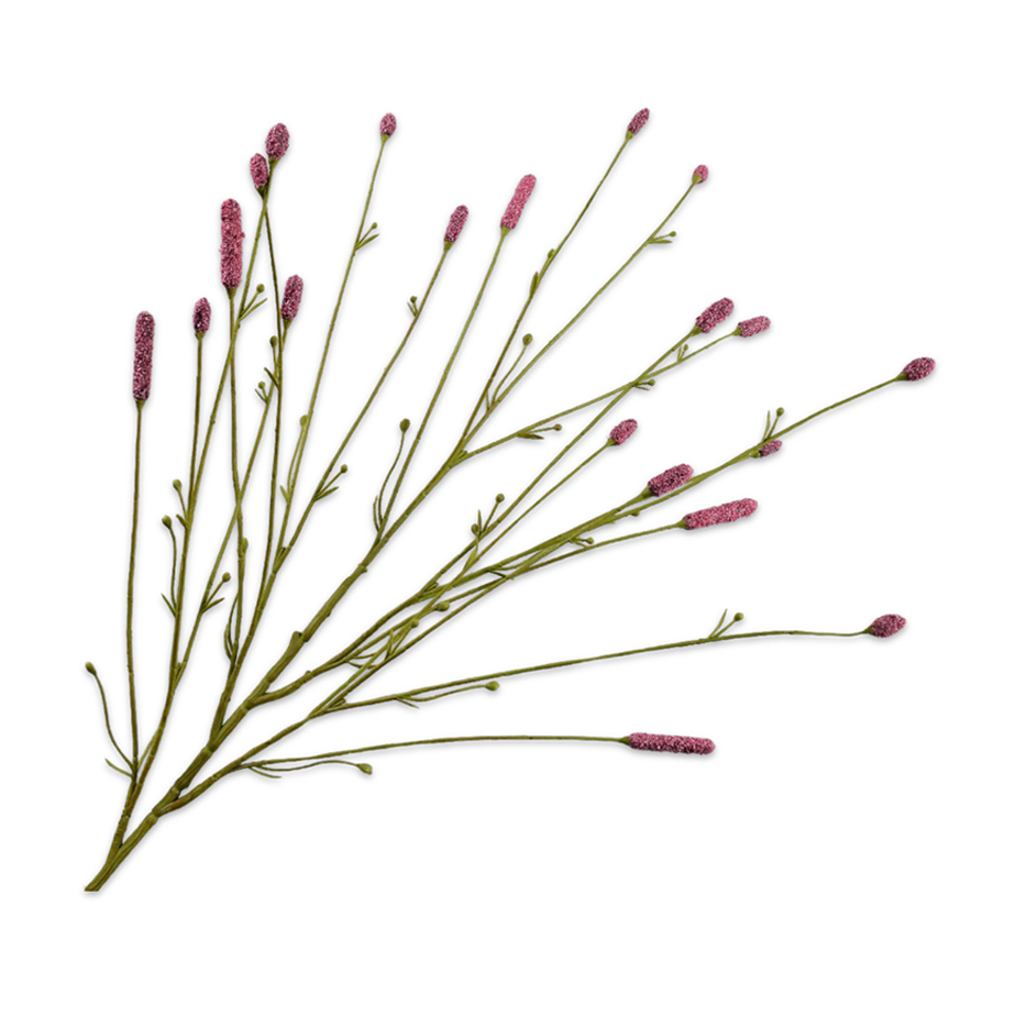 ענף PIMPERNEL