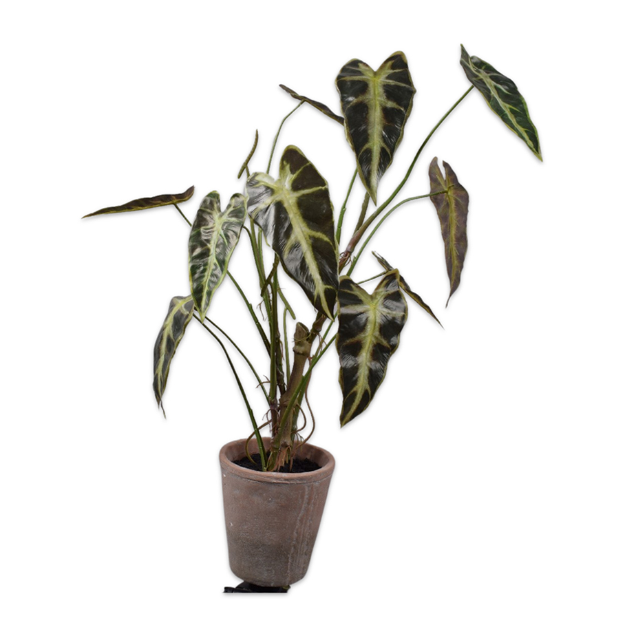 צמח שתול CALADIUM