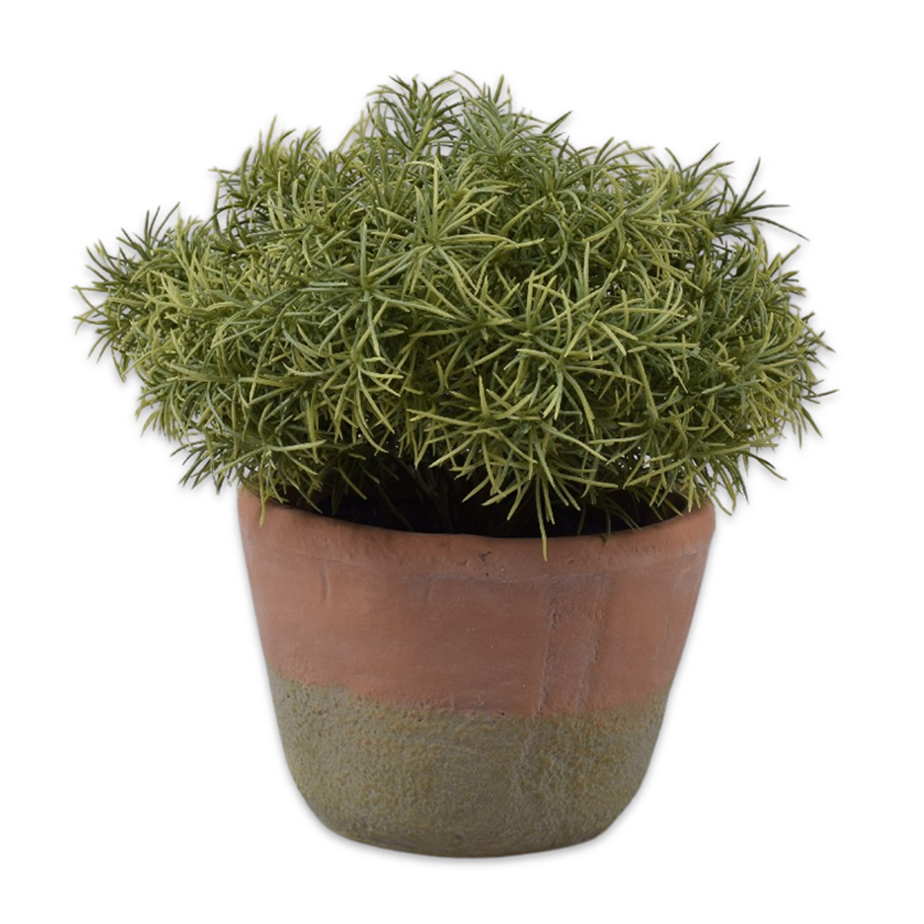 צמח שתול ASPARAGUS 24