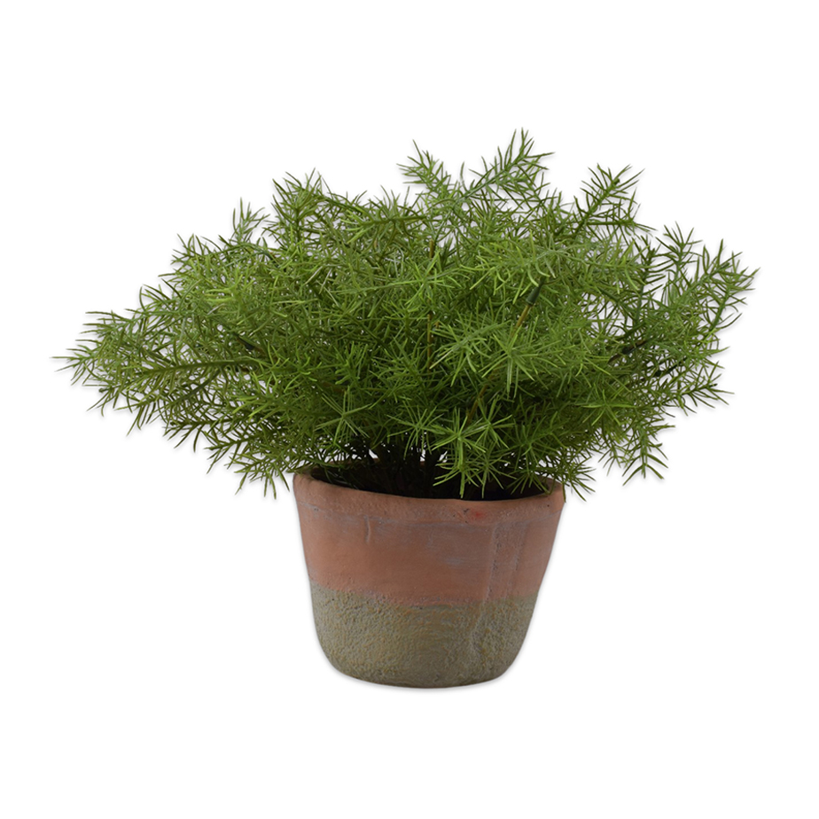 צמח שתול ASPARAGUS 33