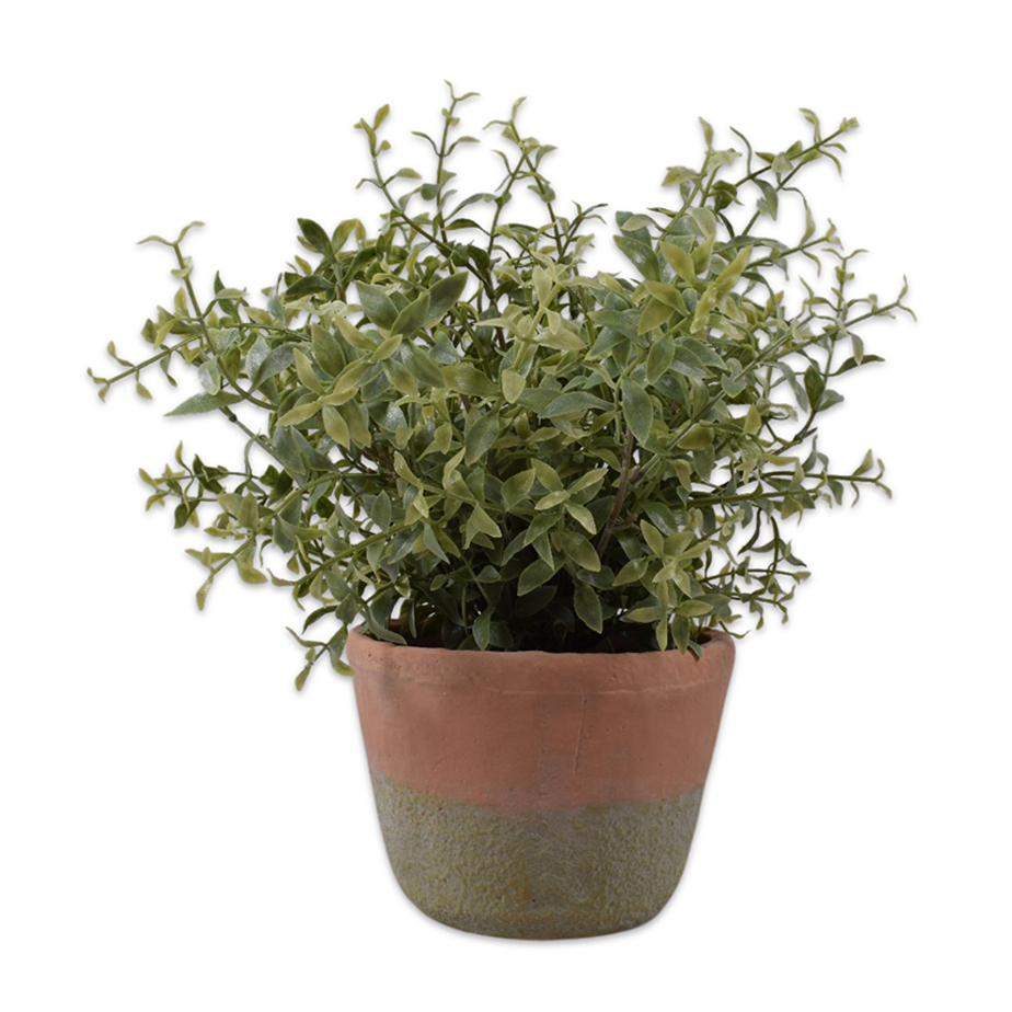 צמח שתול RUSCUS 34