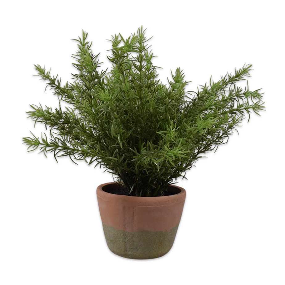 צמח שתול ASPARAGUS 38