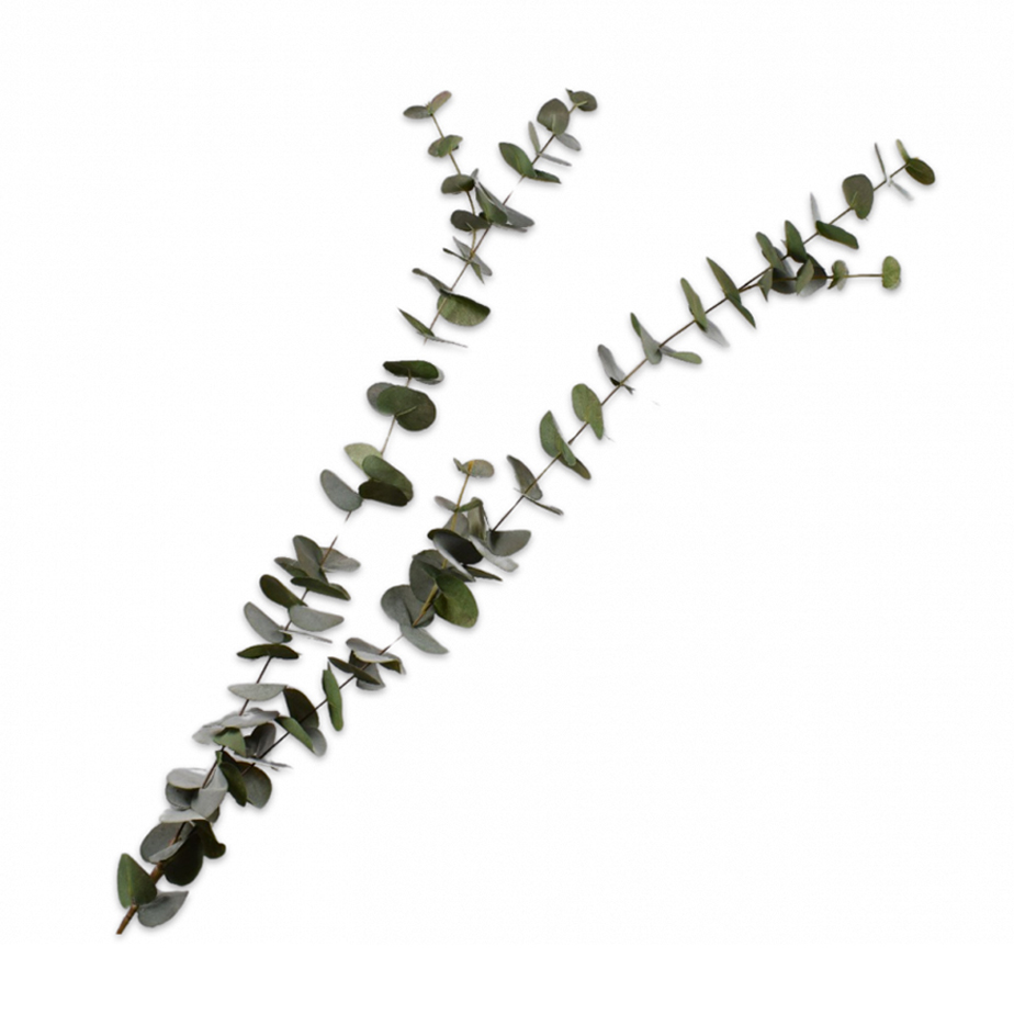 ענף EUCALYPTUS 155
