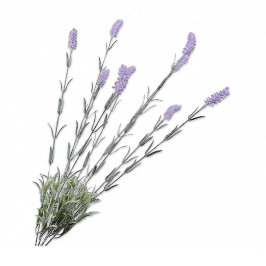 ענף LAVENDER