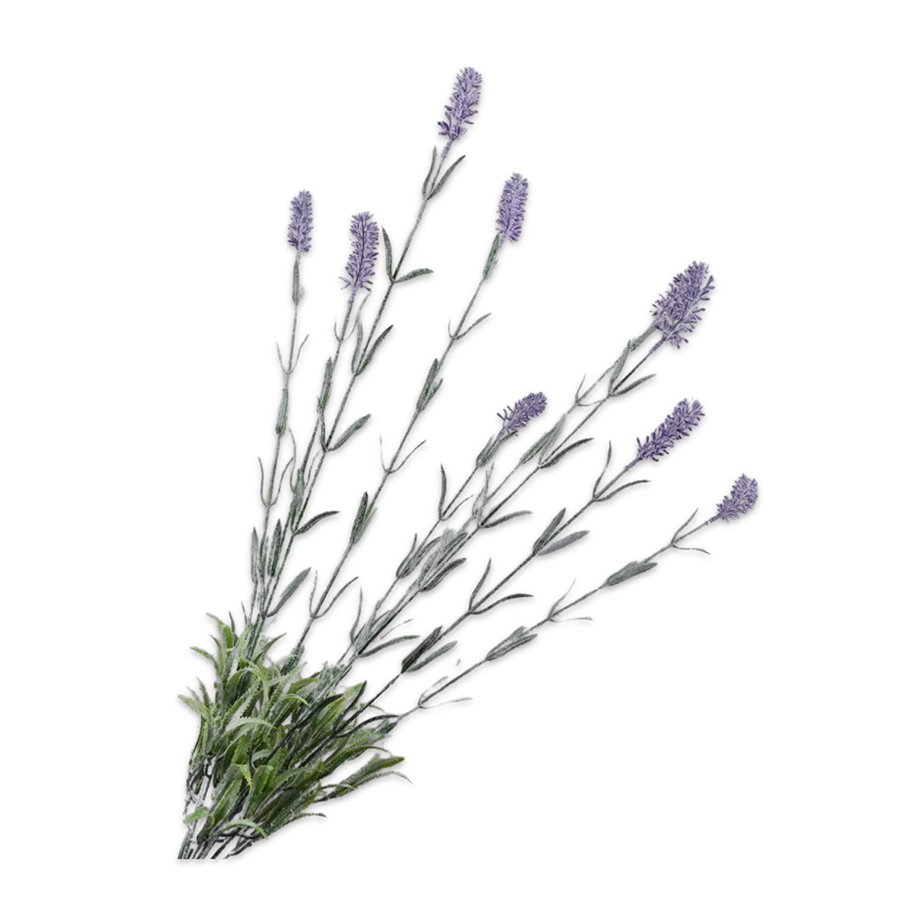 ענף LAVENDER