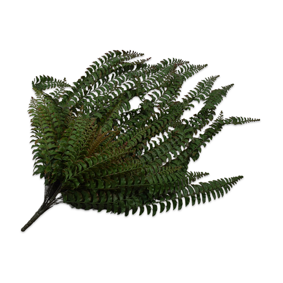 נשפך FERN 121