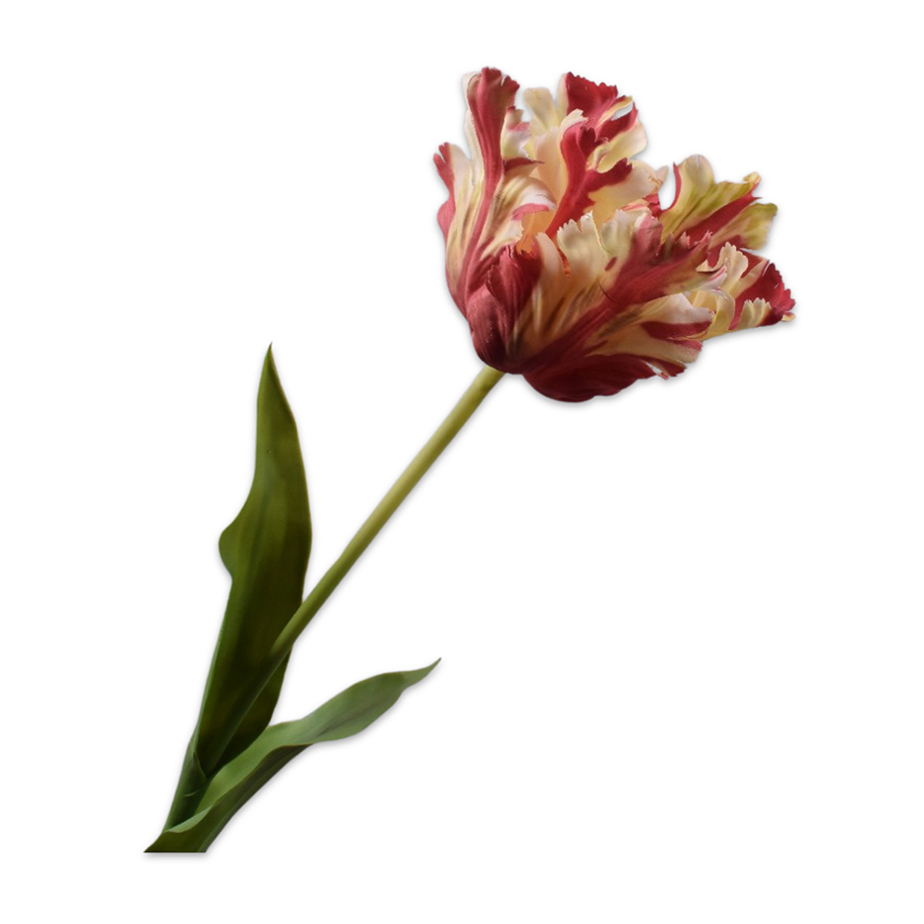 פרח TULIP