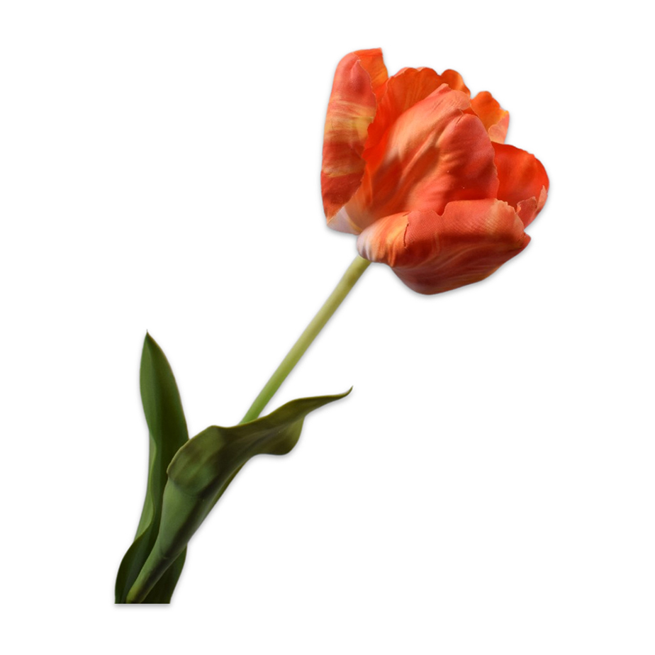 פרח TULIP