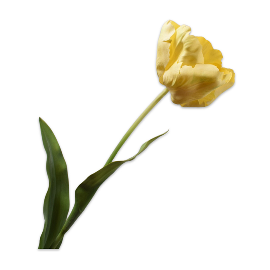 פרח TULIP