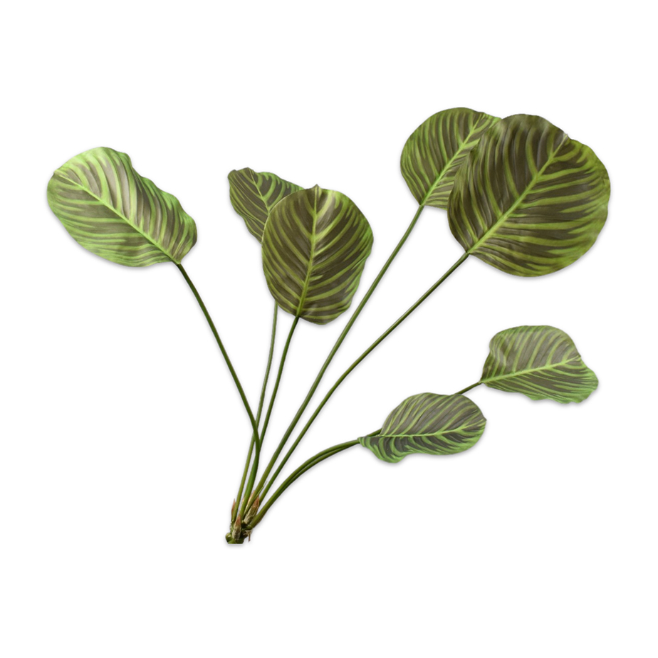 עלה CALATHEA