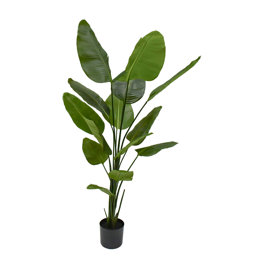עציץ STRELITZIA 180