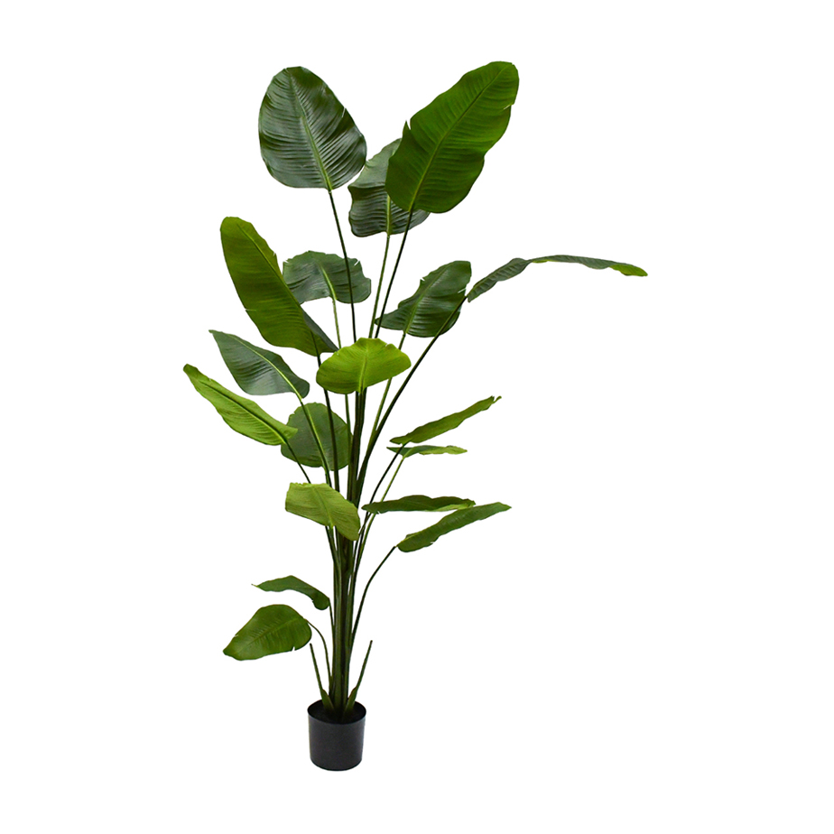 עציץ STRELITZIA 240