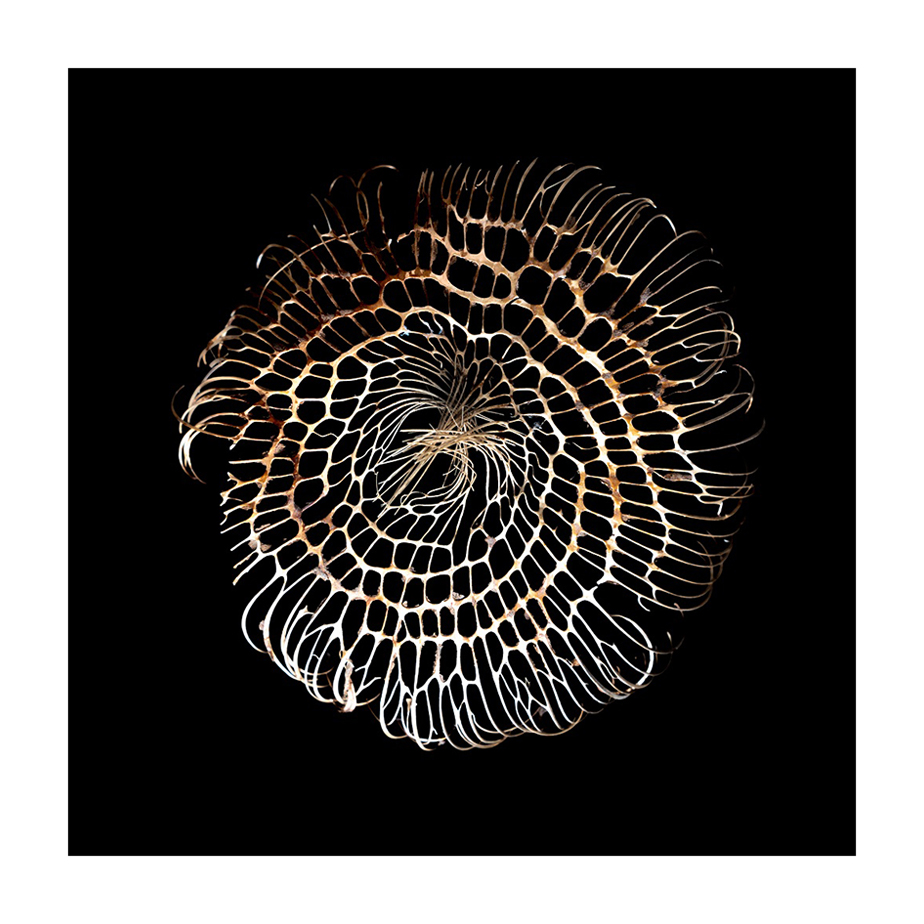 הרבה יותר גדול מהמקור