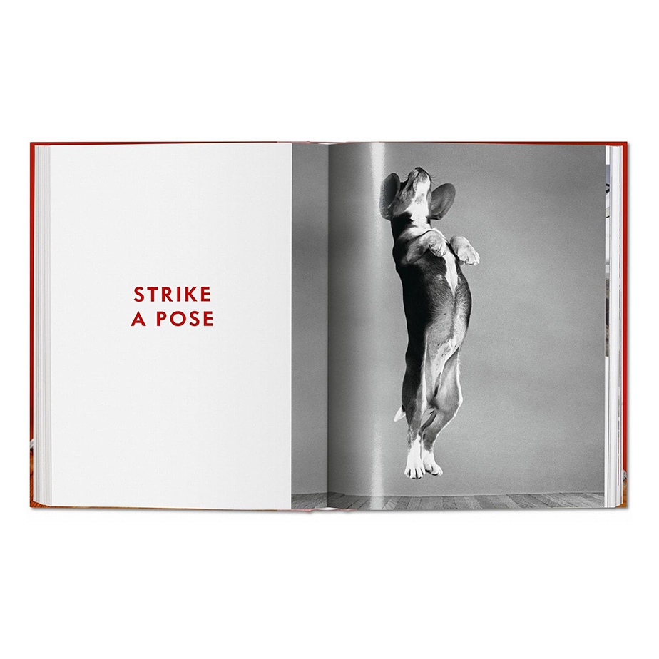 ספר DOGS. WALTER CHANDOHA. PHOTOGRAPHS 1941–1991
