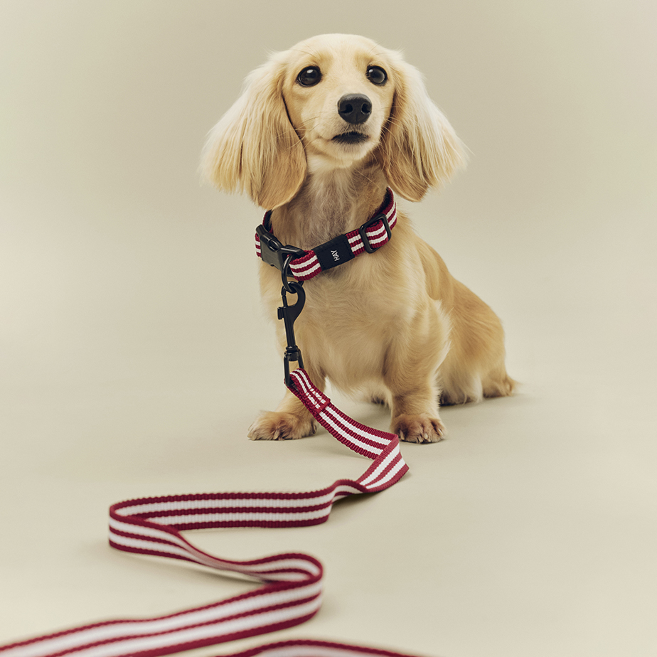 רצועה HAY DOGS M/L