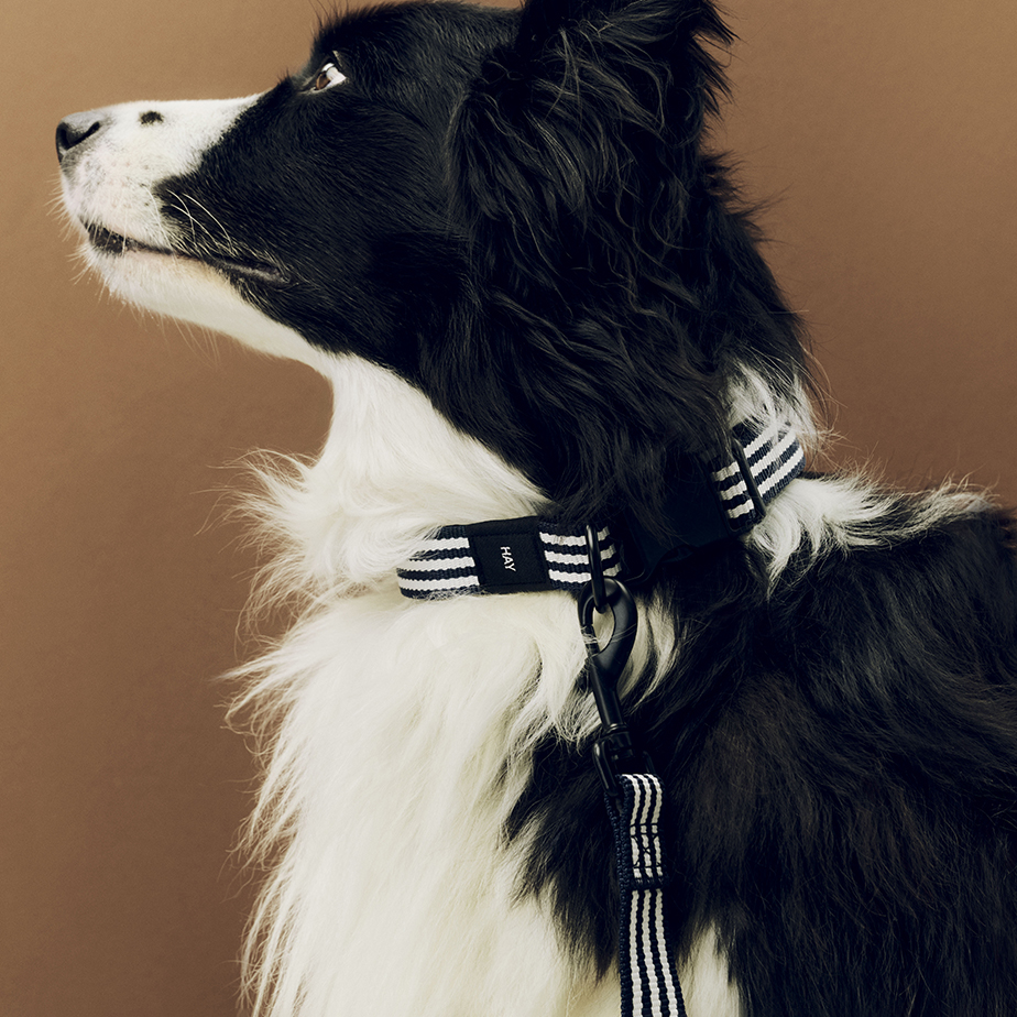 רצועה HAY DOGS M/L