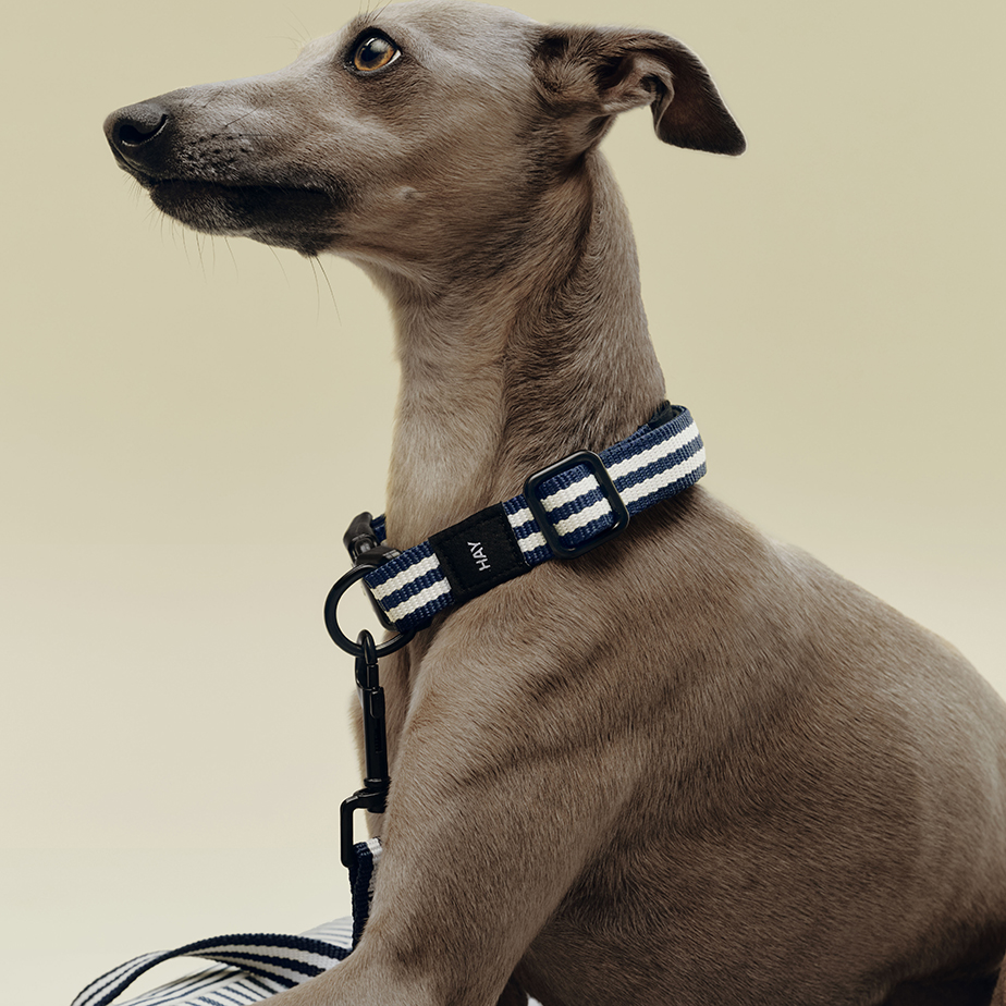 קולר שטוח HAY DOGS M/L