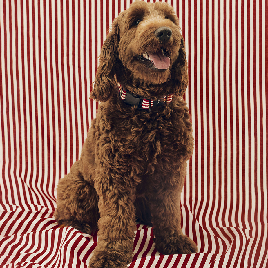 קולר שטוח HAY DOGS M/L
