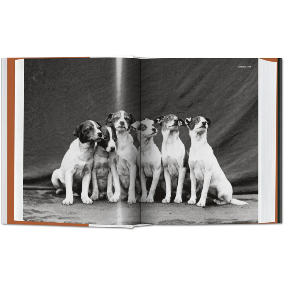 ספר THE DOG IN PHOTOGRAPHY